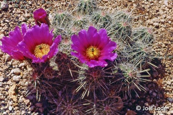 Echinocereus stramineus Cactus Park TF JL1278